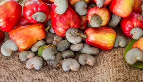 Xuất khẩu hạt điều tăng trưởng khả quan