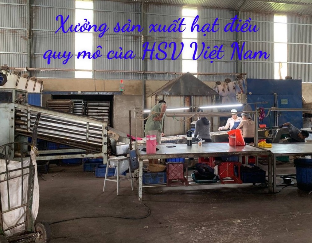 HSV Việt Nam - Phát triển Ngành điều với nguồn nguyên liệu nội