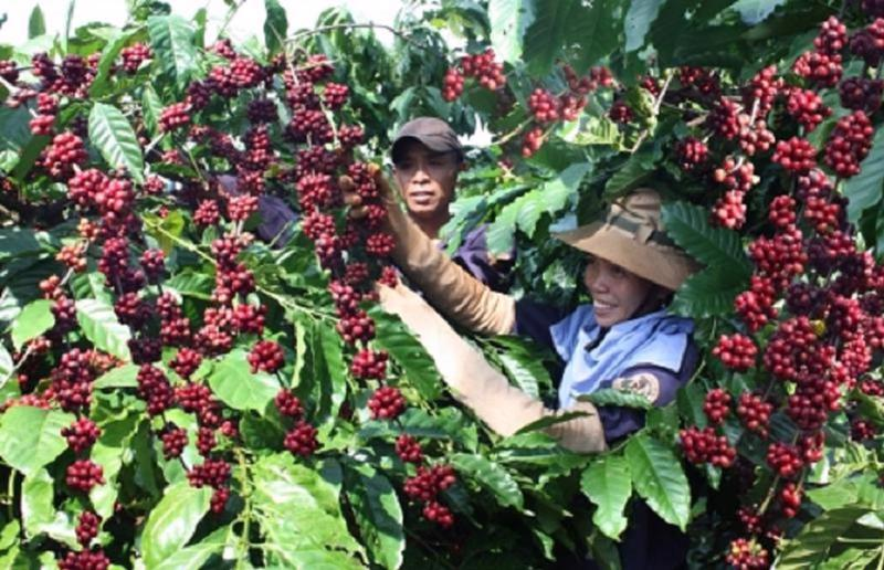 Xuất khẩu cà phê lần đầu tiên vượt mốc 1 tỷ USD sau 2 tháng đầu năm