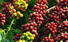 Giá cà phê đã lên 125.000 đồng/kg