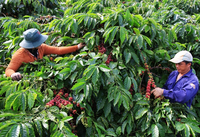 Bảo vệ chuỗi cung ứng nông sản