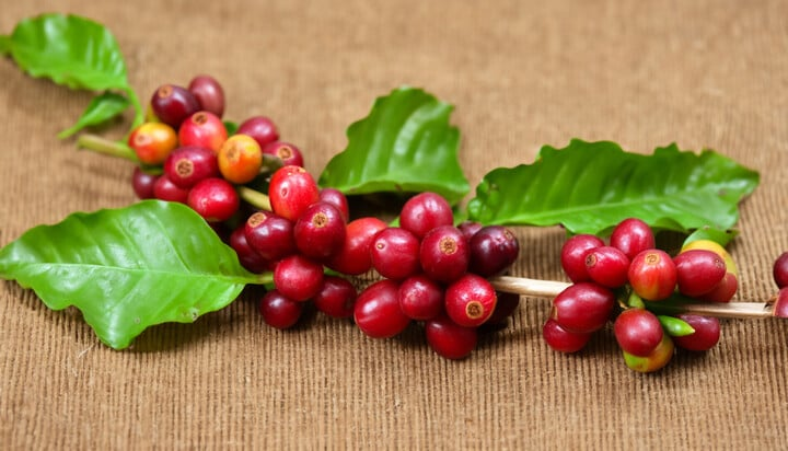 Giá cà phê hôm nay 3/1: Thế giới tăng, trong nước ít biến động